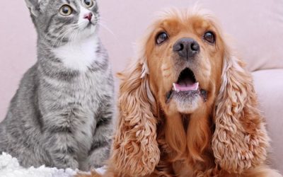 How Blogging Can Help Your Business